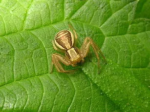 Xysticus ulmi