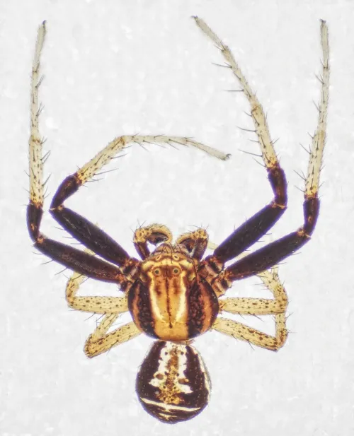 Xysticus ulmi - photo 2