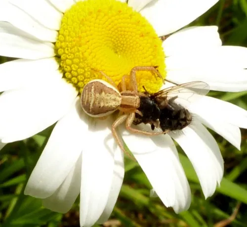 Xysticus ulmi - photo 3