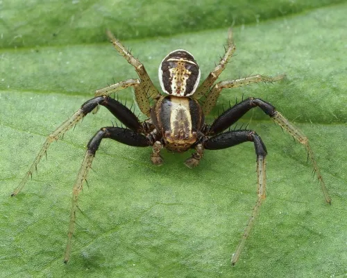 Xysticus ulmi - photo 4