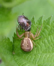 Xysticus ulmi - photo 5