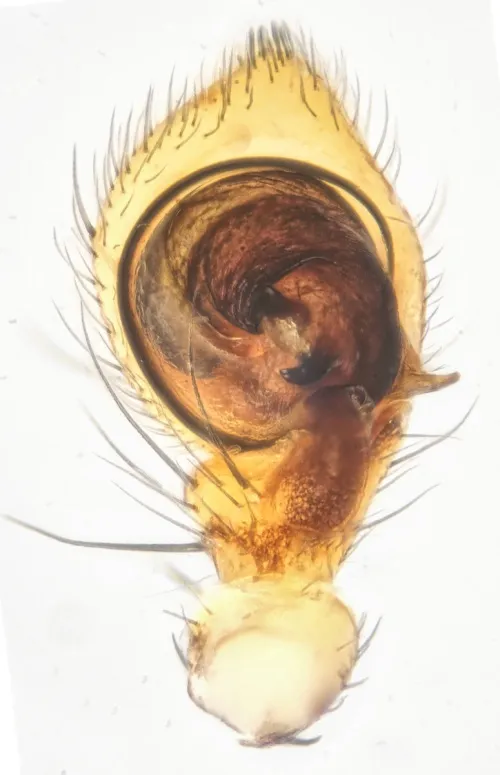 Xysticus ulmi - photo 6