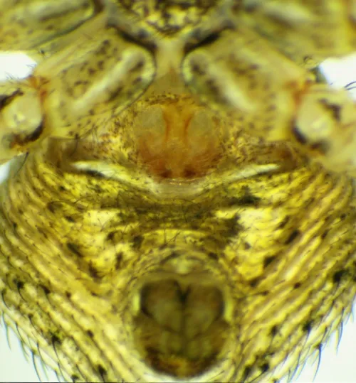 Xysticus ulmi - photo 7