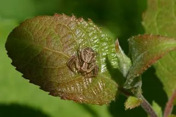 Xysticus ulmi - photo 8