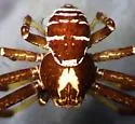Xysticus winnipegensis - photo 2