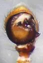 Xysticus winnipegensis - photo 3
