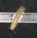Xystocheir dissecta