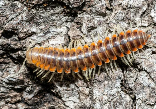 Xystocheir solenofurcata