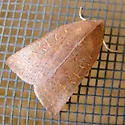 Red-winged Sallow - Hodges#9942 - Xystopeplus rufago