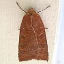 Red-winged Sallow - Hodges#9942 - photo 2