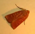 Red-winged Sallow - Hodges#9942 - photo 3
