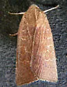 Red-winged Sallow - Hodges#9942 - photo 4
