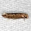 Xystrologa grenadella - Hodges#0426.1