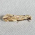 Xystrologa new sp. #5 – Davis - Hodges#0426.6 - photo 2