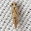 Xystrologa new sp. #5 – Davis - Hodges#0426.6 - photo 3