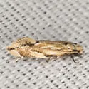Xystrologa new sp. #5 – Davis - Hodges#0426.6 - photo 4
