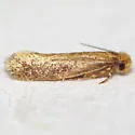 Xystrologa new species #1 – Davis - Hodges#0426.2 - photo 2