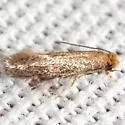 Xystrologa new species #1 – Davis - Hodges#0426.2 - photo 3