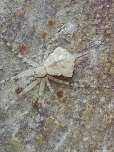 Cuban Long-spinneret Spider