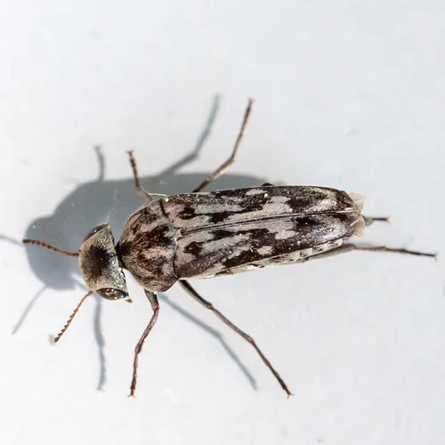 Yakuhananomia bidentata
