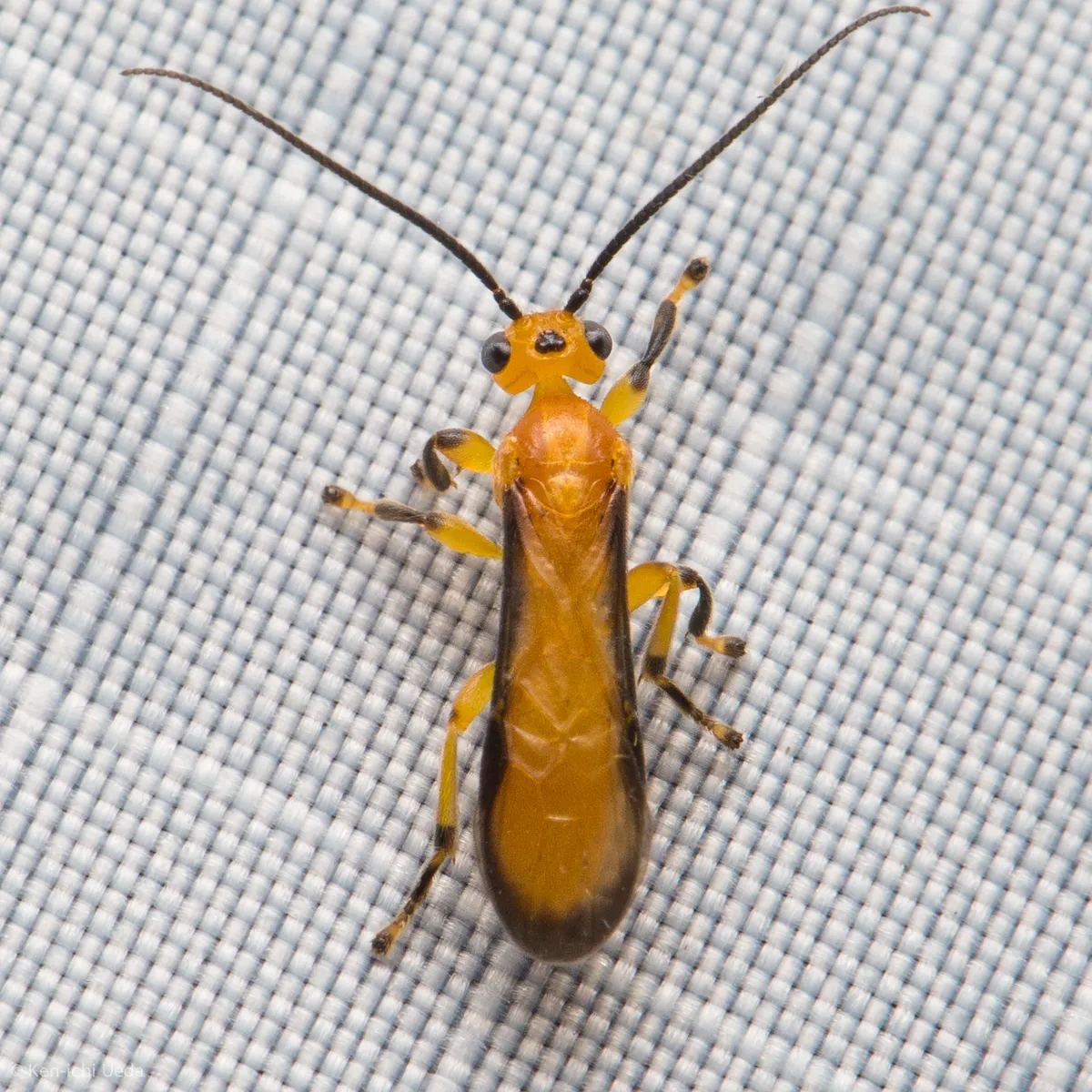 Yelicones nigromarginatus