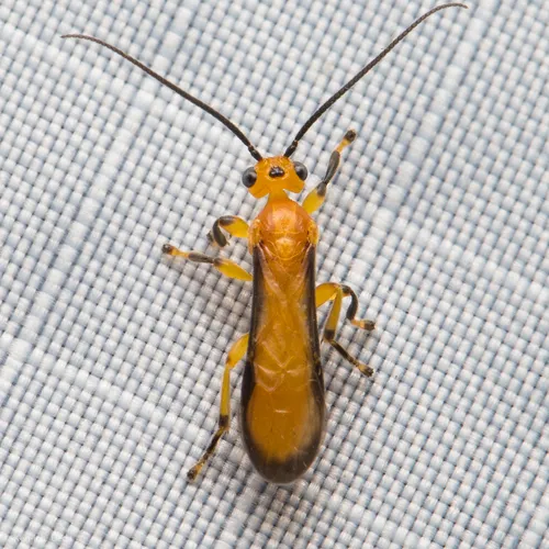Yelicones nigromarginatus - photo 2