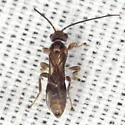 Yelicones pilops - Yelicones pilops