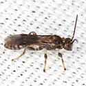 Yelicones pilops - photo 2