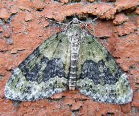 Yellow-barred Brindle