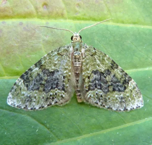 Yellow-barred Brindle - photo 2