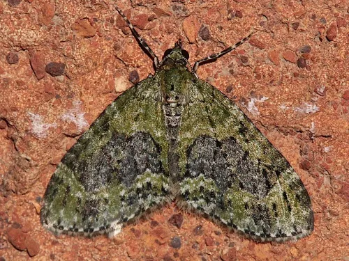 Yellow-barred Brindle - photo 3
