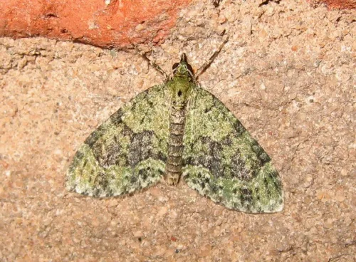 Yellow-barred Brindle - photo 4