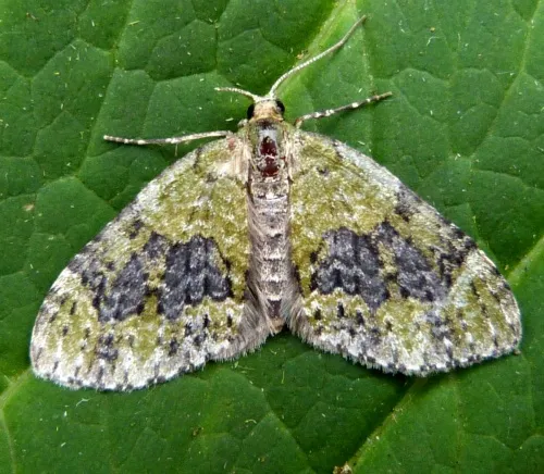 Yellow-barred Brindle - photo 5