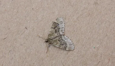 Yellow-barred Brindle - photo 7