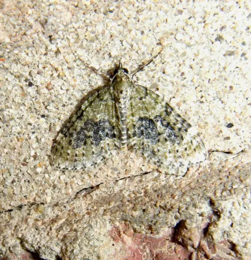 Yellow-barred Brindle - photo 8