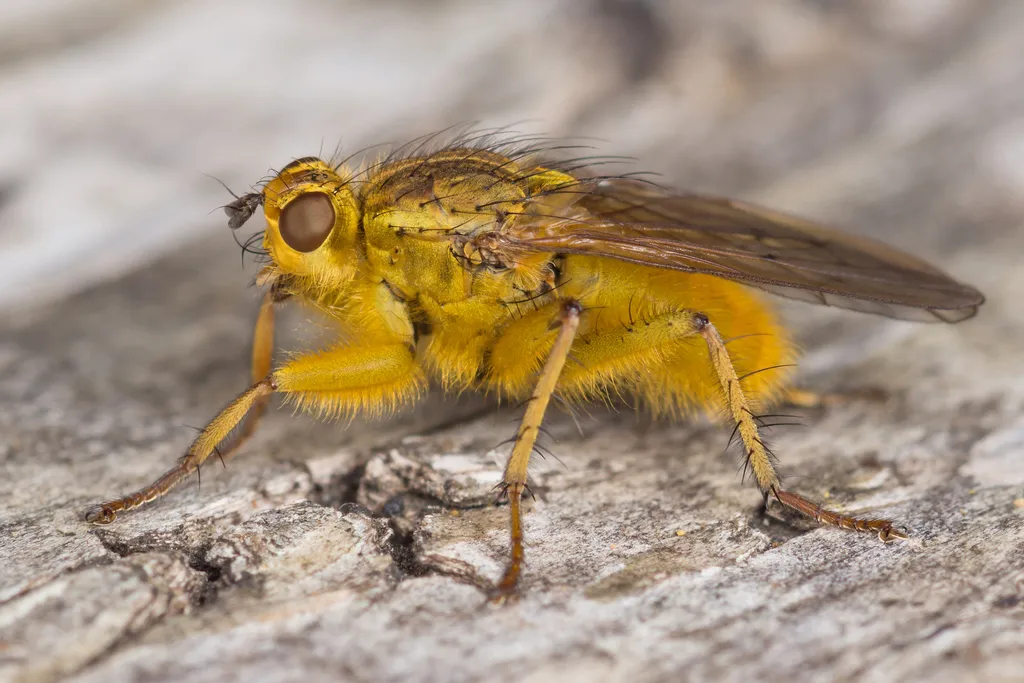 Yellow Dung Fly - photo 2