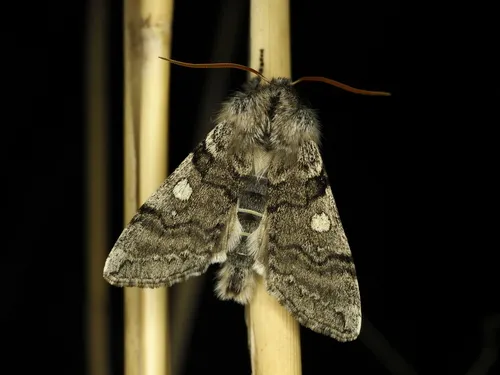 Yellow Horned