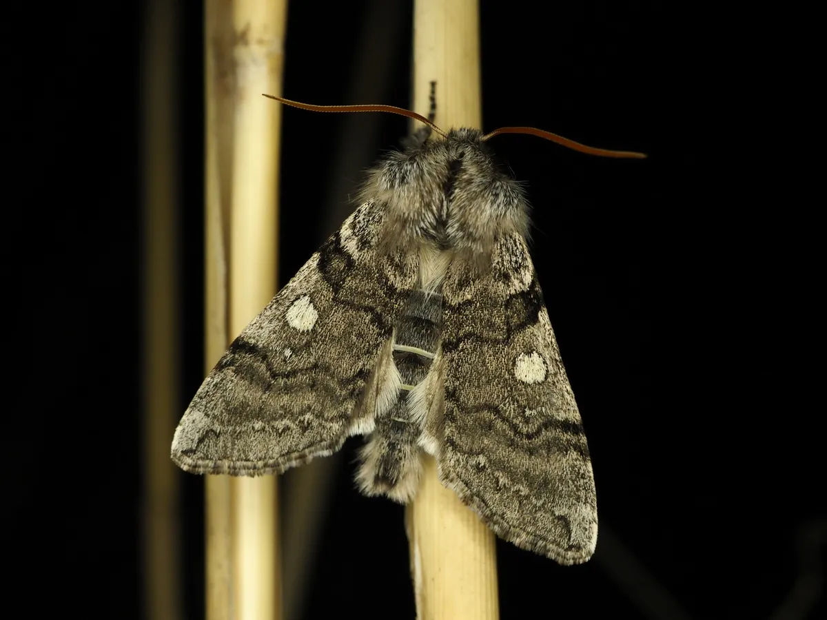 Yellow Horned - photo 3