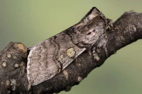 Yellow Horned - photo 4