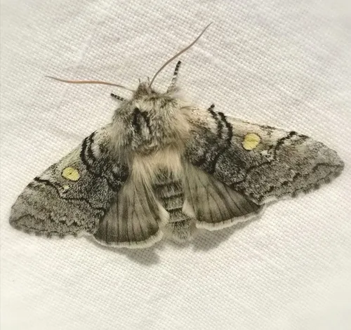 Yellow Horned - photo 7