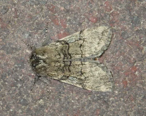 Yellow Horned - photo 8
