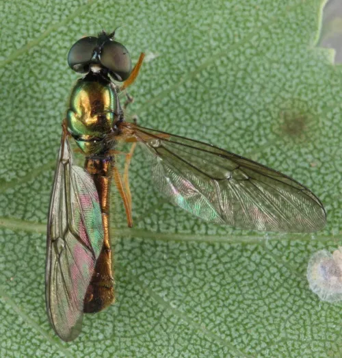 Yellow-legged Centurion - Sargus flavipes