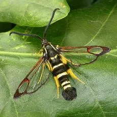 Yellow-legged Clearwing - Synanthedon vespiformis