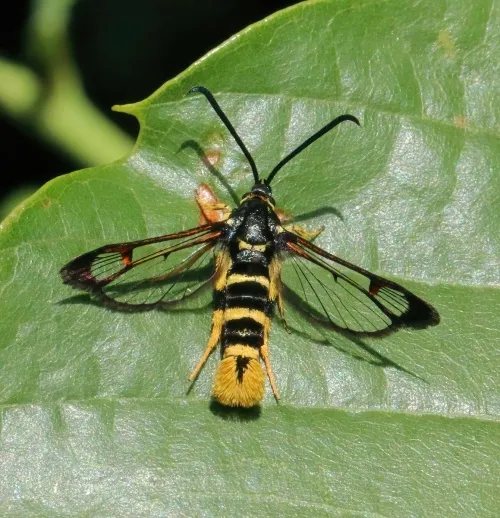 Yellow-legged Clearwing - photo 2
