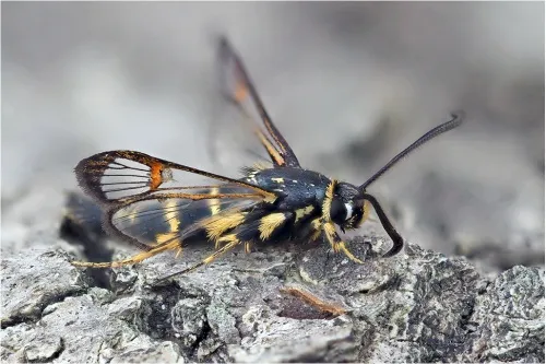 Yellow-legged Clearwing - photo 3