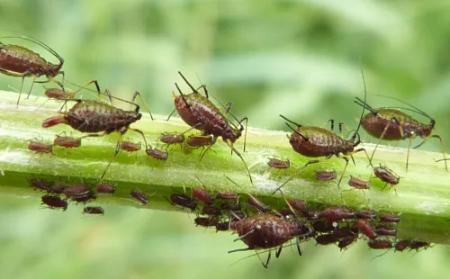 Yellow-legged Knapweed Aphid - photo 2