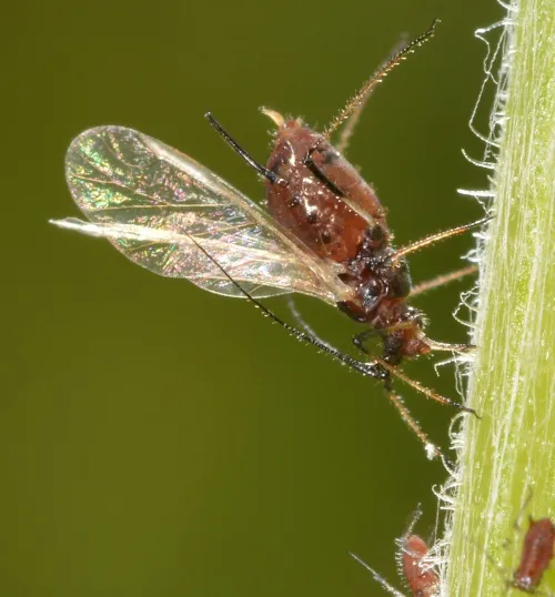 Yellow-legged Knapweed Aphid - photo 3