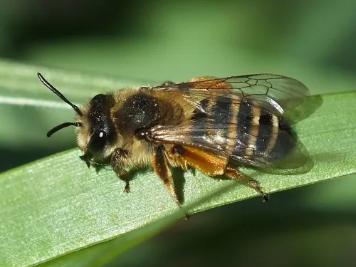 Yellow-legged Mining Bee - Andrena flavipes