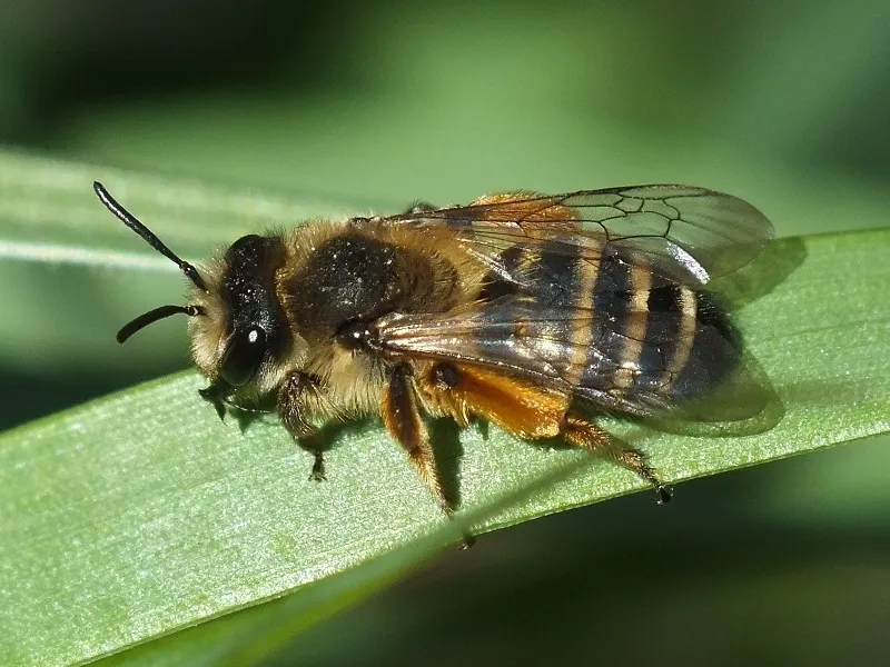 Yellow-legged Mining Bee - photo 3