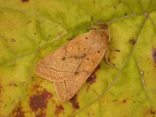 Yellow-line Quaker